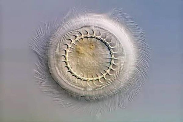 草魚寸片“白嘴白尾”、死亡嚴重？謹防車輪蟲病